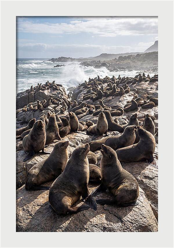 Cape Fur Seal Colony