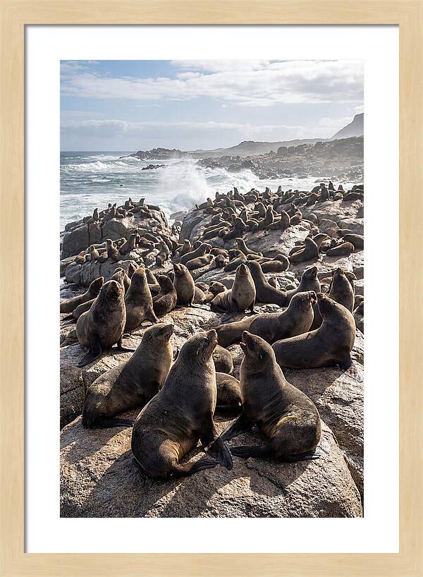 Cape Fur Seal Colony