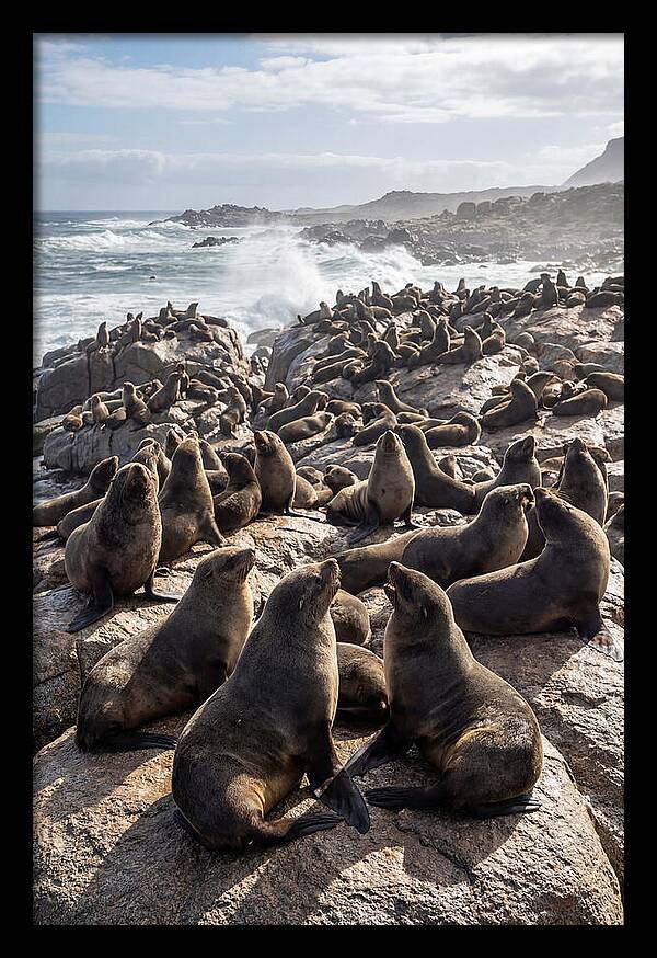 Cape Fur Seal Colony