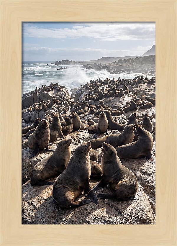 Cape Fur Seal Colony