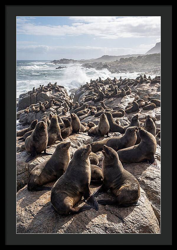 Cape Fur Seal Colony