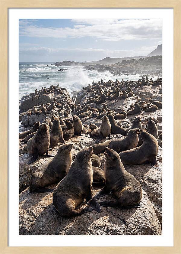 Cape Fur Seal Colony