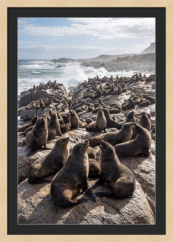 Cape Fur Seal Colony