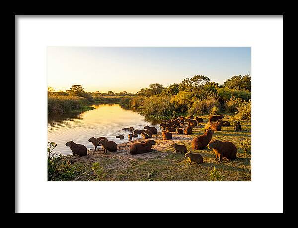 Capybara Family Gathering