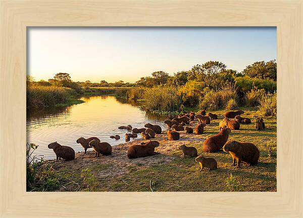 Capybara Family Gathering