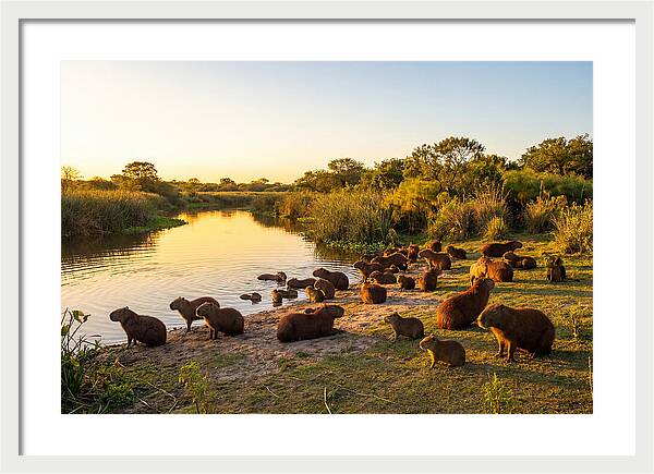 Capybara Family Gathering