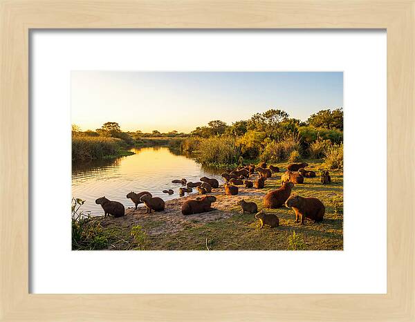 Capybara Family Gathering