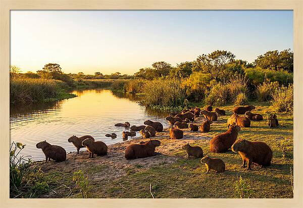 Capybara Family Gathering