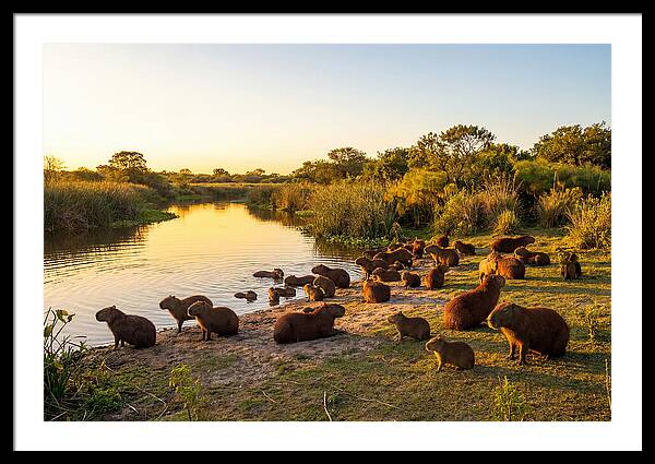 Capybara Family Gathering