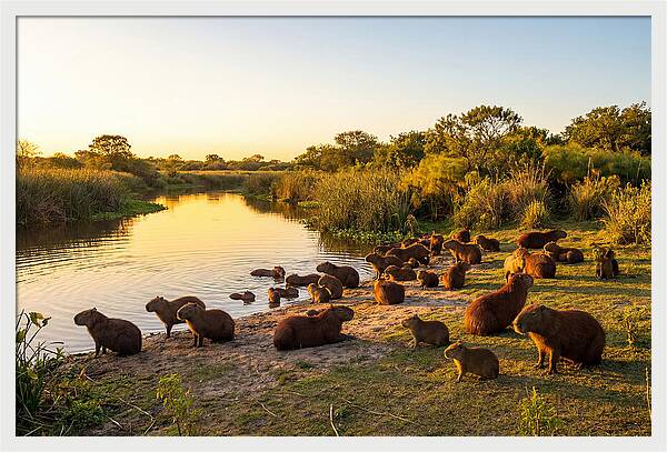Capybara Family Gathering