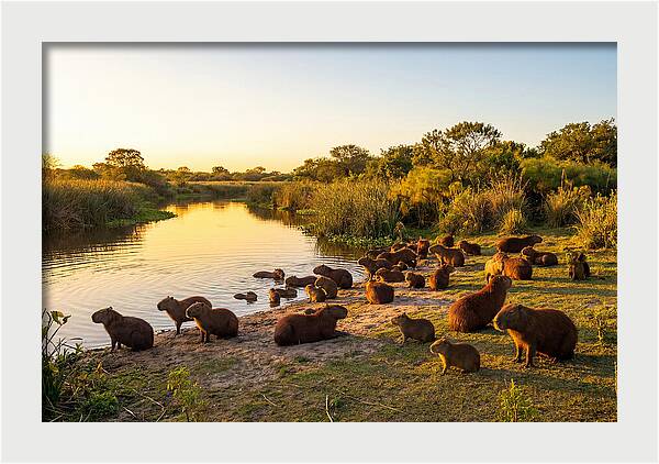 Capybara Family Gathering