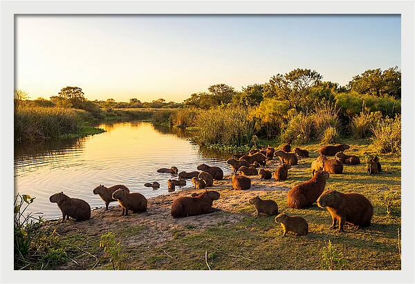 Capybara Family Gathering