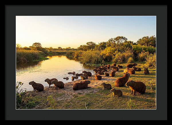 Capybara Family Gathering