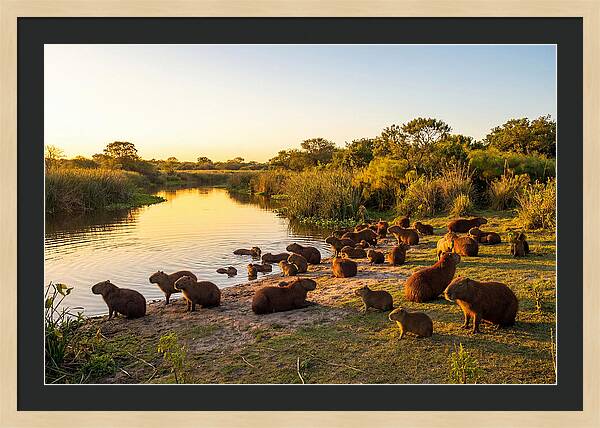 Capybara Family Gathering