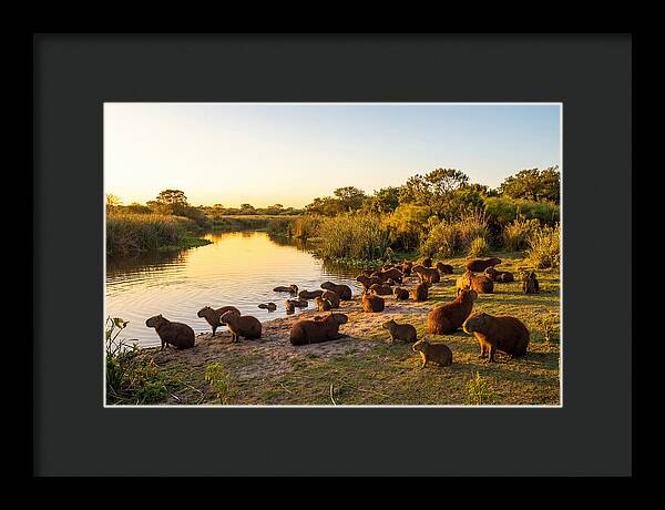 Capybara Family Gathering