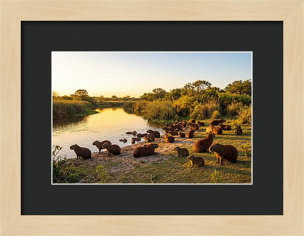 Capybara Family Gathering