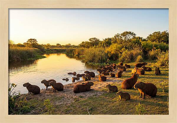 Capybara Family Gathering