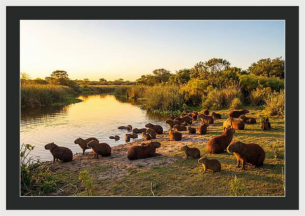 Capybara Family Gathering