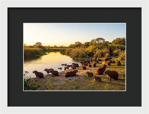 Capybara Family Gathering