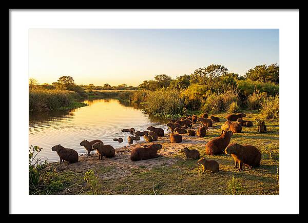 Capybara Family Gathering
