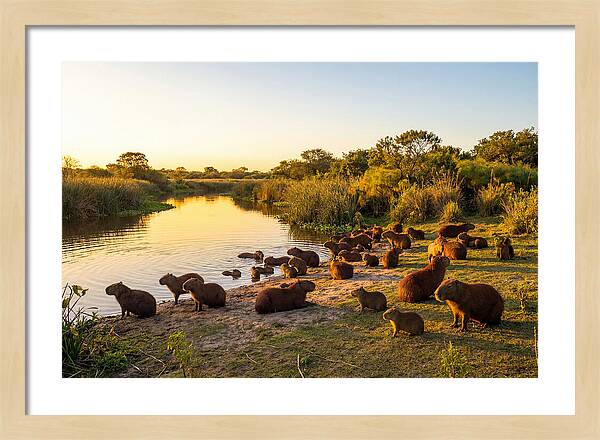 Capybara Family Gathering