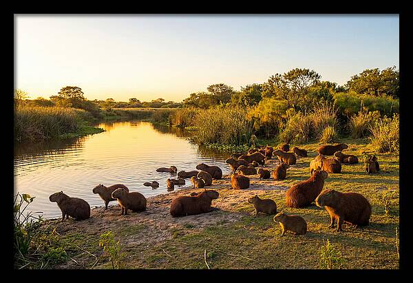 Capybara Family Gathering