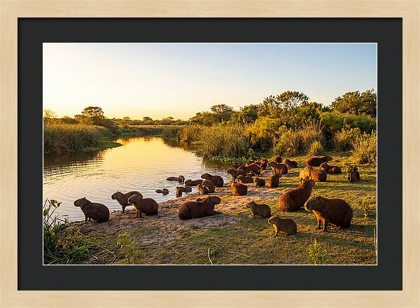 Capybara Family Gathering