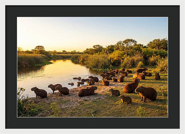 Capybara Family Gathering