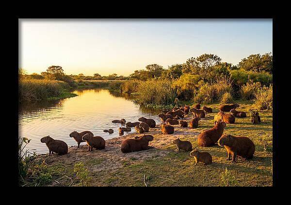 Capybara Family Gathering
