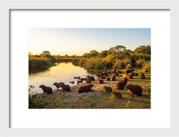 Capybara Family Gathering