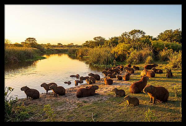 Capybara Family Gathering