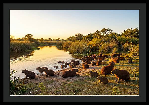 Capybara Family Gathering