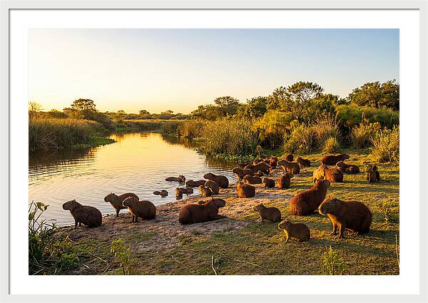 Capybara Family Gathering