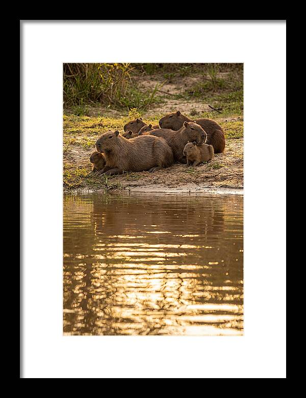 Capybara Family Relaxing By Water