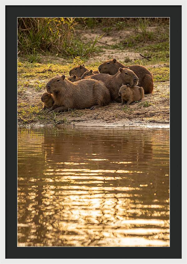 Capybara Family Relaxing By Water