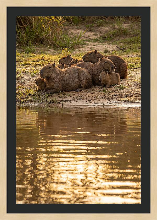 Capybara Family Relaxing By Water
