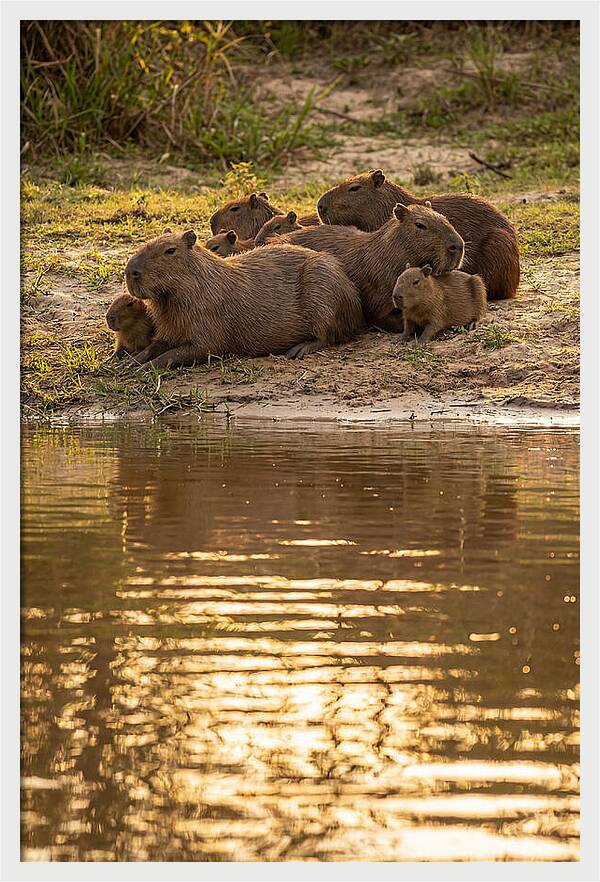 Capybara Family Relaxing By Water