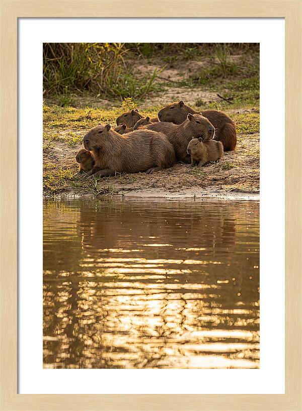 Capybara Family Relaxing By Water