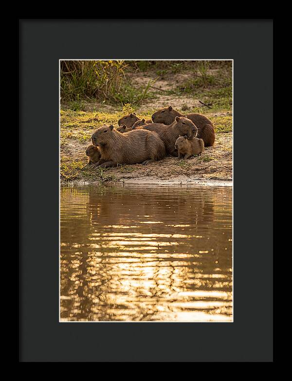 Capybara Family Relaxing By Water