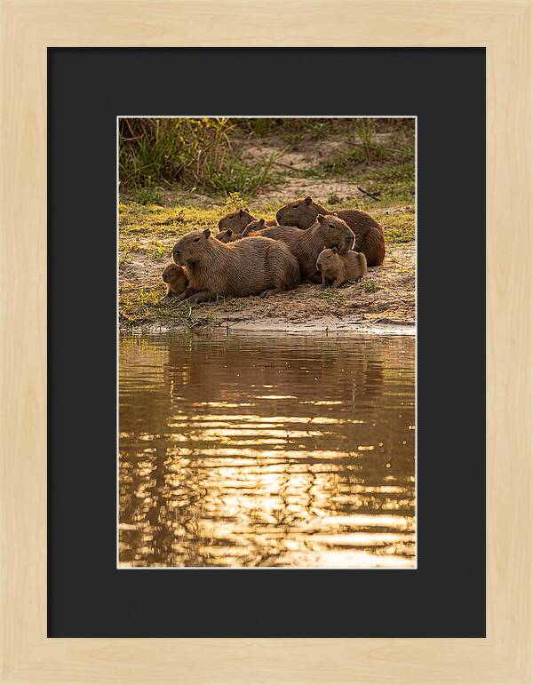 Capybara Family Relaxing By Water