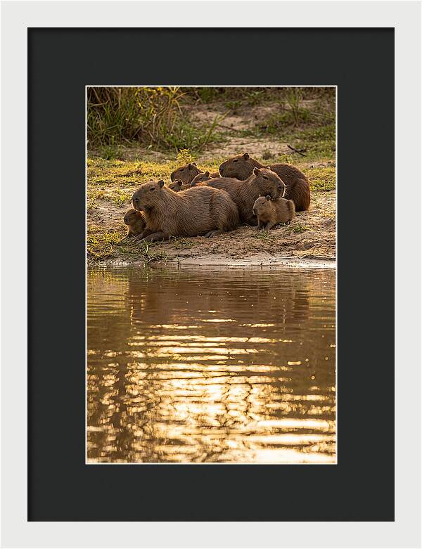 Capybara Family Relaxing By Water