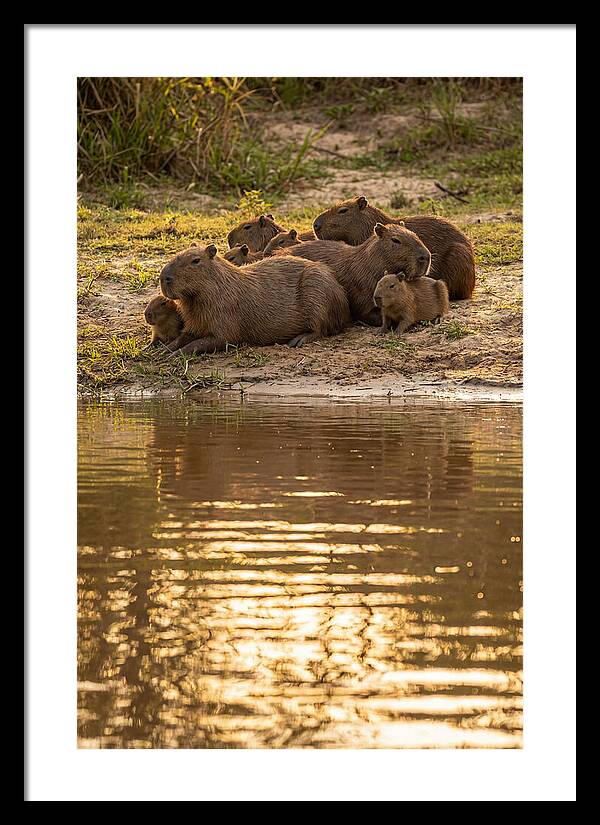 Capybara Family Relaxing By Water