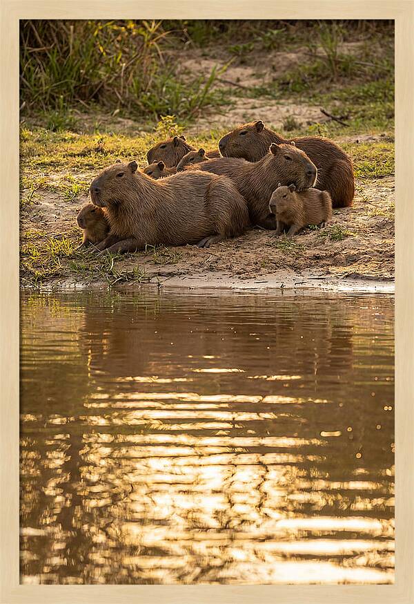 Capybara Family Relaxing By Water