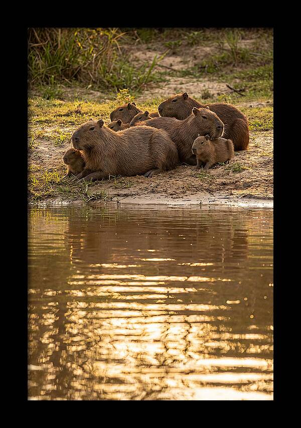 Capybara Family Relaxing By Water