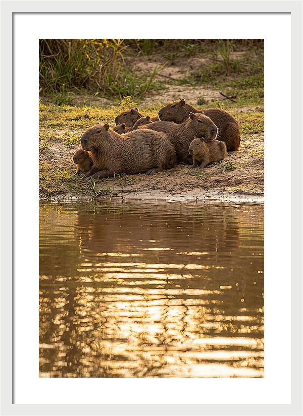 Capybara Family Relaxing By Water
