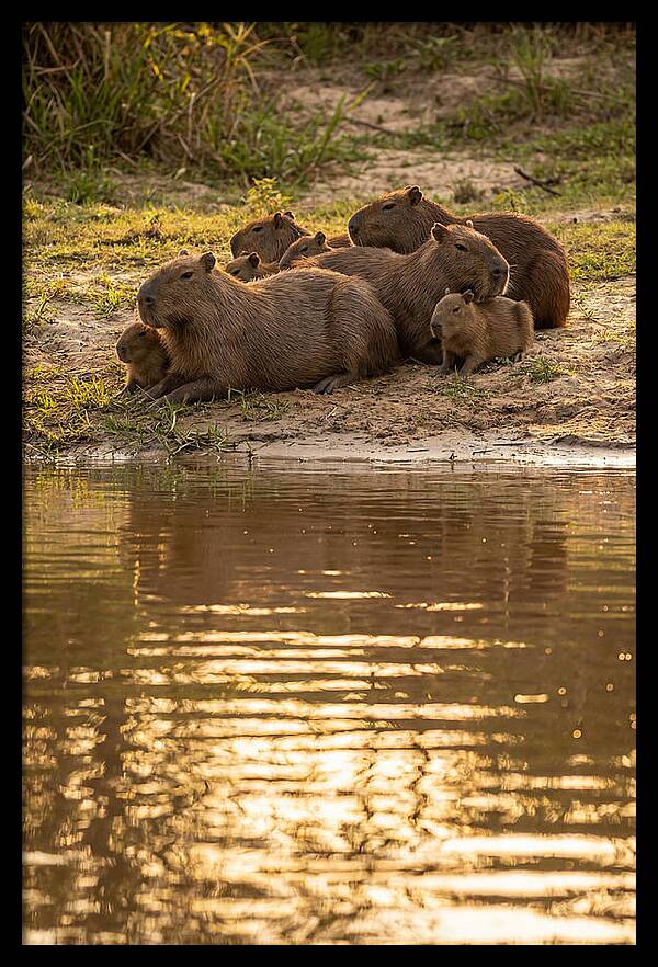 Capybara Family Relaxing By Water