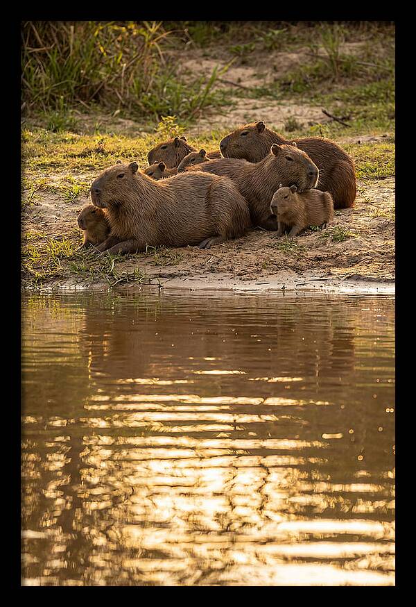 Capybara Family Relaxing By Water