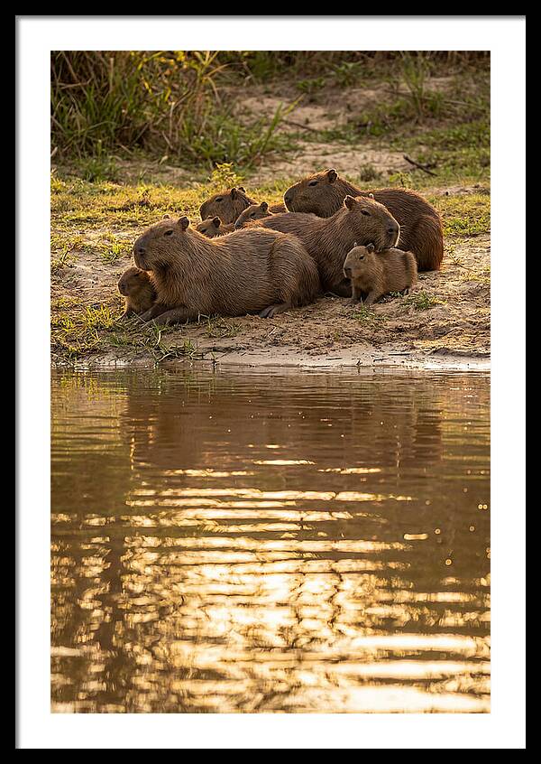 Capybara Family Relaxing By Water