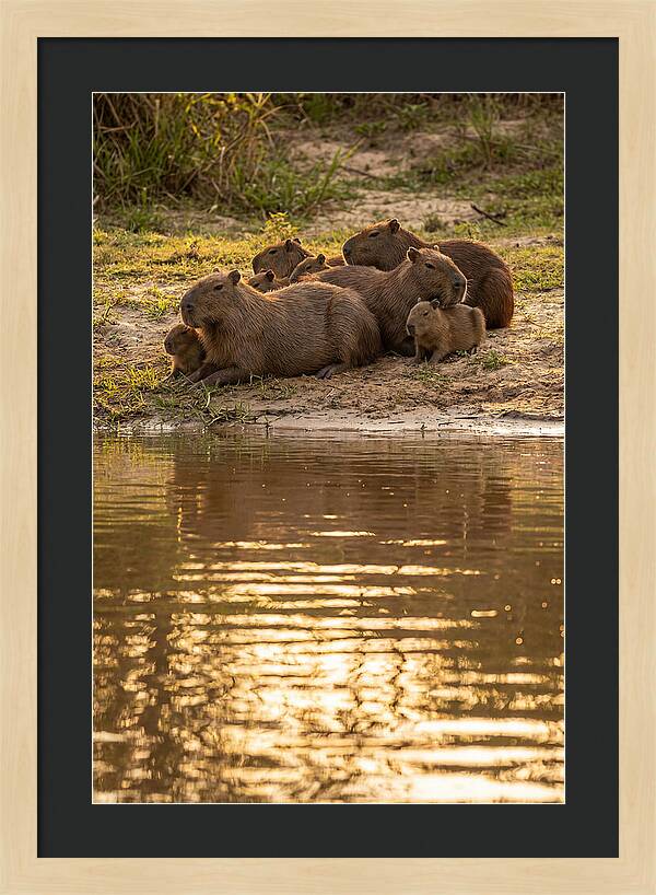 Capybara Family Relaxing By Water