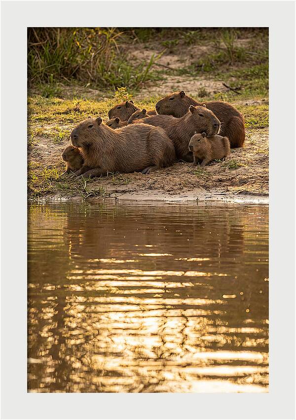 Capybara Family Relaxing By Water